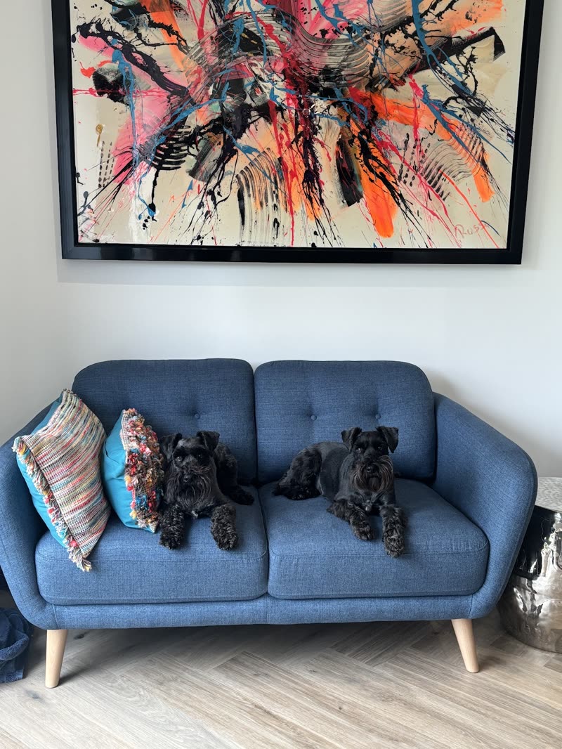 Two freshly groomed black terriers sitting side by side on a blue sofa at home
