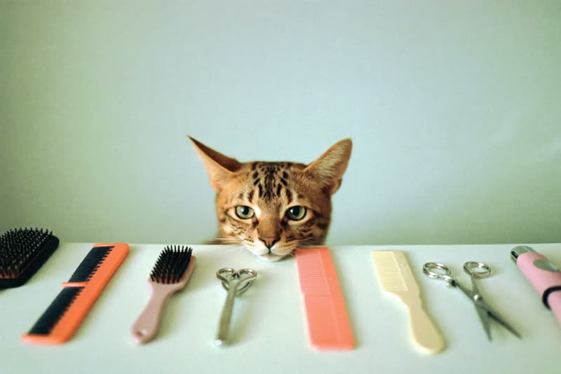 Clean grooming brushes, combs and clippers laid out