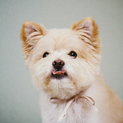 Freshly finished dog with a clean tidy face